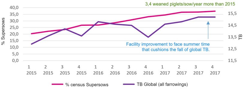 Graph 2. Percentage of supersows&nbsp;and Global total born.
